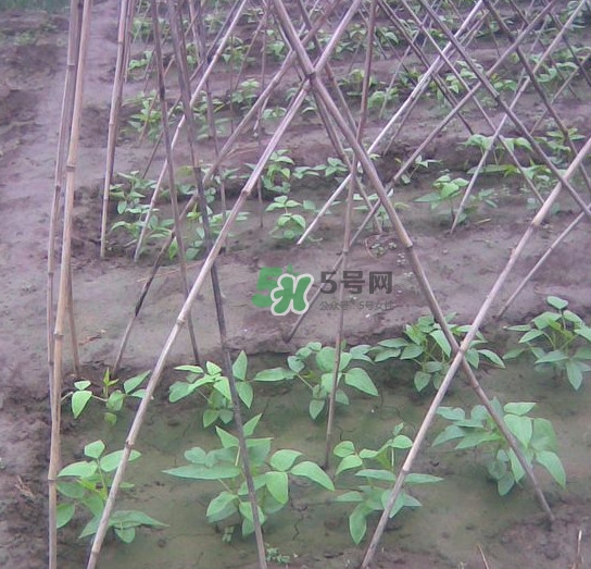 缸豆什么時候搭架？缸豆要怎樣搭架子