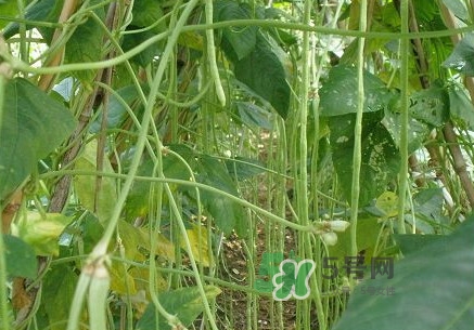 缸豆什么季節(jié)有？缸豆是幾月的蔬菜
