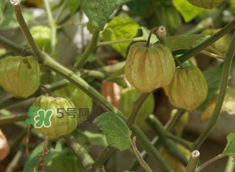 黃菇娘幾月種植？黃菇娘的種植注意事項