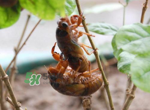 金蟬為什么這么貴？野生金蟬和養(yǎng)殖金蟬的區(qū)別