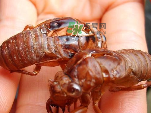 金蟬為什么這么貴？野生金蟬和養(yǎng)殖金蟬的區(qū)別