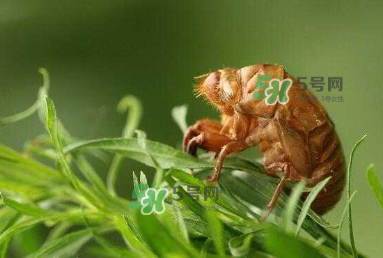 金蟬養(yǎng)殖需投資多少錢(qián)？養(yǎng)殖金蟬一畝收多少錢(qián)？