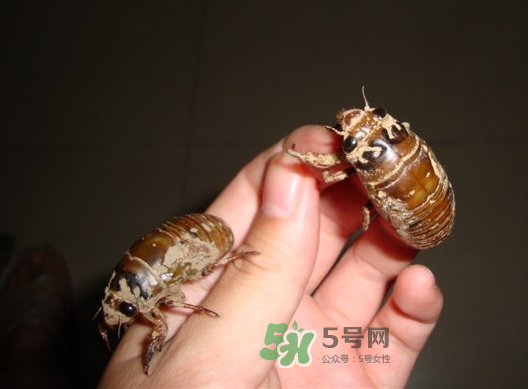 金蟬晚上幾點出來？金蟬為什么晚上出來？