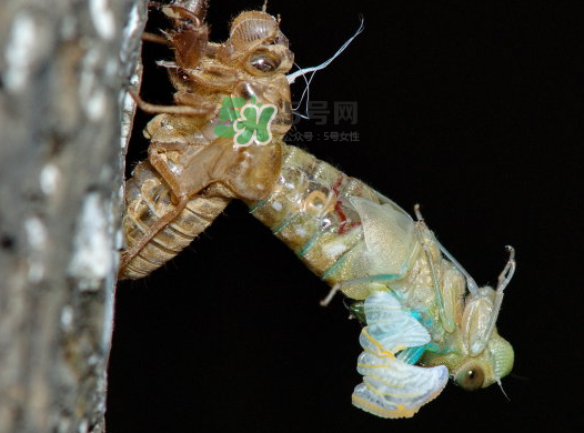 金蟬晚上幾點出來？金蟬為什么晚上出來？
