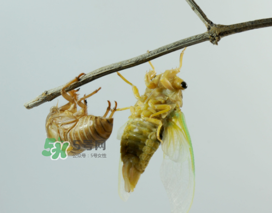 金蟬什么時(shí)候最多？金蟬什么時(shí)候沒有？