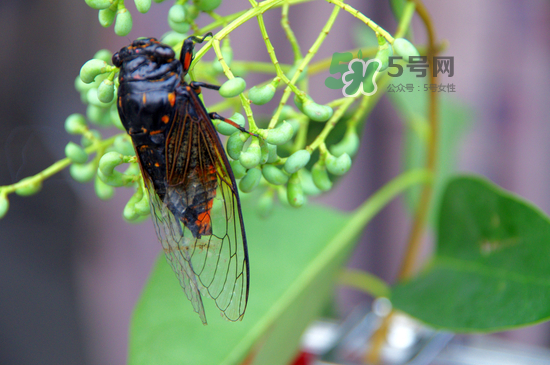 金蟬什么時(shí)候最多？金蟬什么時(shí)候沒有？