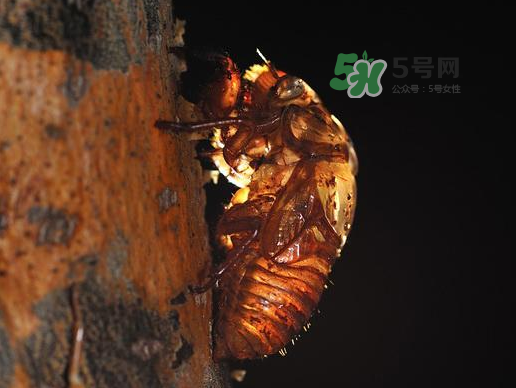 金蟬殼多少錢(qián)一斤？金蟬殼價(jià)格