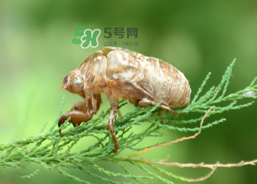 知了殼有什么藥用價值？知了殼的功效與作用