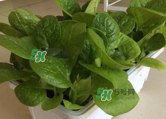 木耳菜怎么清洗？木耳菜怎么擇？