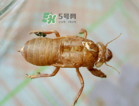 知了殼能能吃嗎？知了殼怎么吃？