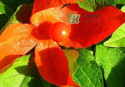 菇娘能多吃嗎？菇娘有什么營(yíng)養(yǎng)價(jià)值