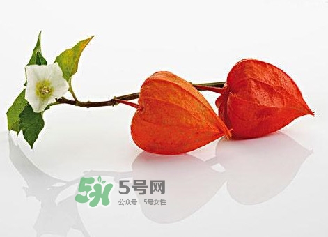 菇娘果皮有用還是果實(shí)有用？紅菇娘泡水喝用皮還是用果