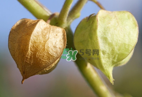 菇娘是寒性還是熱性？菇娘是哪里產(chǎn)的