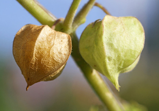 菇娘是寒性還是熱性？菇娘是哪里產(chǎn)的