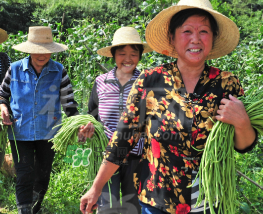九月份可以種什么蔬菜？九月份適合種植什么蔬菜？
