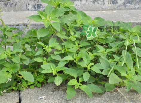 野莧菜有毒嗎？野莧菜怎么吃