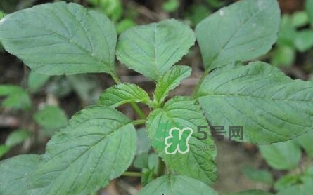 野莧菜有刺嗎？野莧菜和刺莧菜一樣嗎