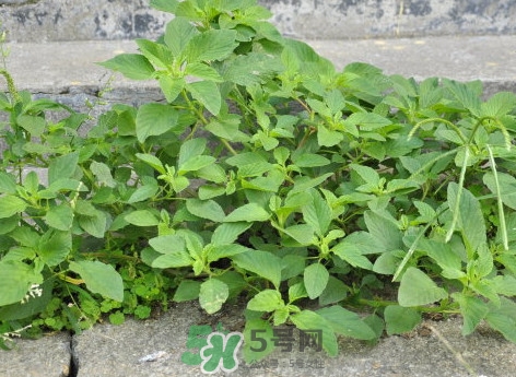 野莧菜什么人不能吃？野莧菜不能和什么一起吃