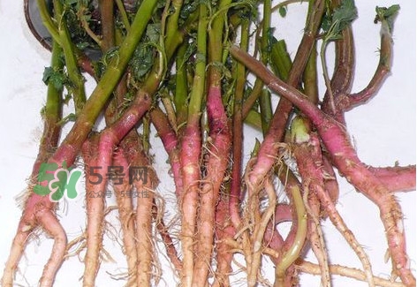 莧菜留根能長么？莧菜根為什么腌制前要水泡一整天