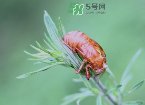 知了殼能治過(guò)敏性鼻炎嗎？知了殼可以治過(guò)敏性鼻炎嗎？