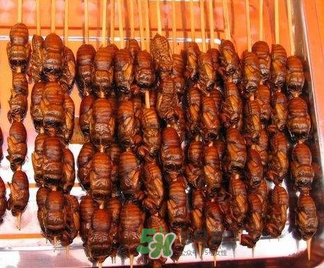 吃金蟬過(guò)敏怎么辦？吃金蟬為什么會(huì)過(guò)敏？