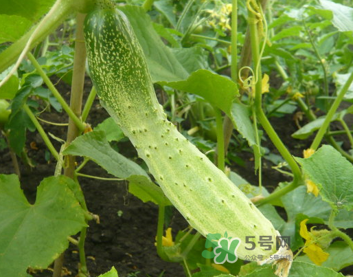立秋可以種什么菜？立秋后可以種什么菜？