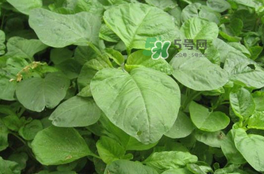 野莧菜什么人不能吃？野莧菜不能和什么一起吃