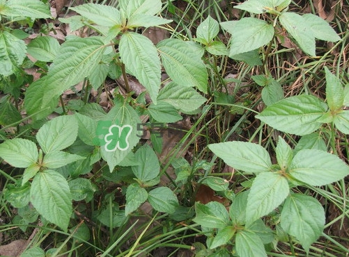 野莧菜孕婦能吃嗎？莧菜和野莧菜的區(qū)別