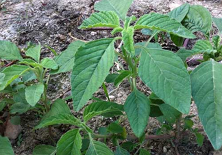 炒野莧菜要焯水嗎？野莧菜和山藥能在一起吃嗎