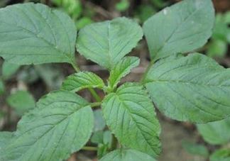 野莧菜有刺嗎？野莧菜和刺莧菜一樣嗎
