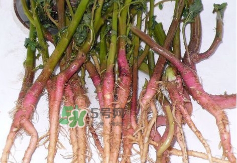 莧菜根要去除嗎？莧菜根怎么吃