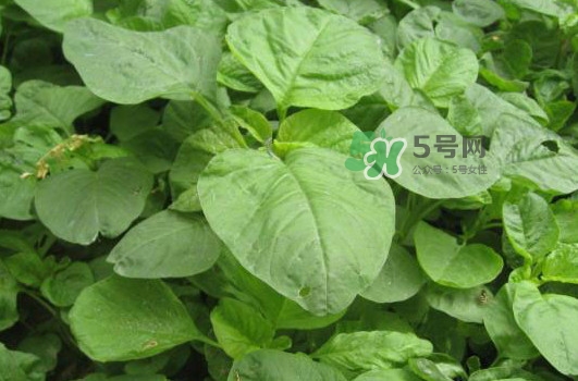 野莧菜孕婦能吃嗎？莧菜和野莧菜的區(qū)別