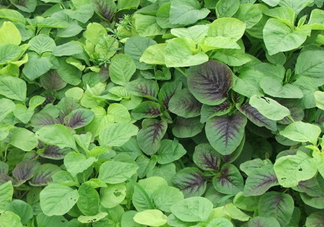野莧菜有毒嗎？野莧菜怎么吃