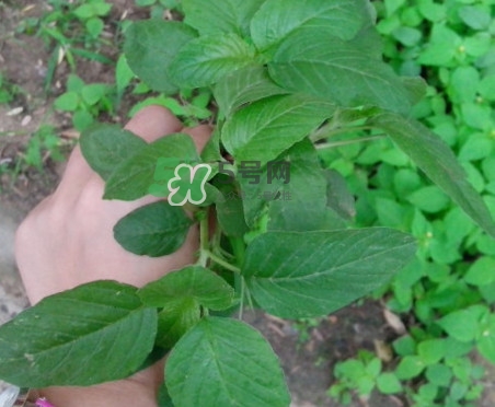 野莧菜有刺嗎？野莧菜和刺莧菜一樣嗎