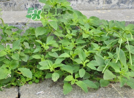 野莧菜怎么做好吃？野莧菜怎么保存
