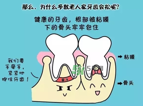 牙齒松動會自己好嗎？牙齒松動會自己掉嗎