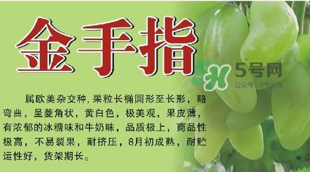 金手指葡萄有籽嗎？金手指葡萄有核嗎