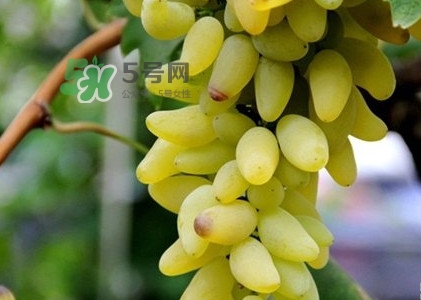 金手指葡萄是不是轉(zhuǎn)基因品種？美人指與金手指葡萄的區(qū)別