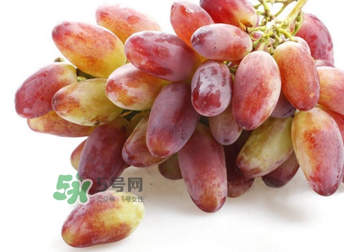 金手指葡萄是不是轉(zhuǎn)基因品種？美人指與金手指葡萄的區(qū)別