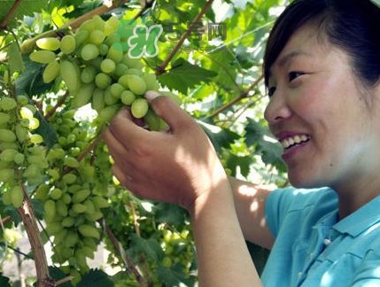 金手指葡萄到底有什么缺點(diǎn)？金手指葡萄什么時(shí)候成熟