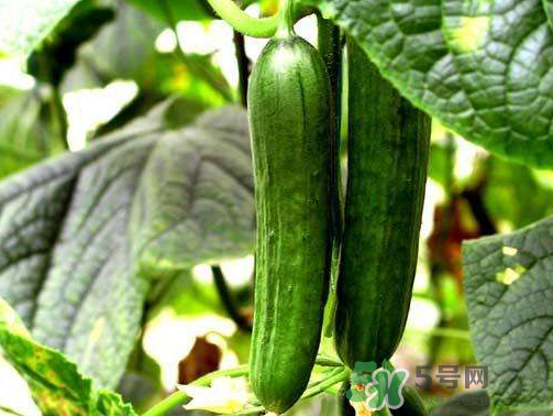 8月份能種黃瓜嗎？八月份能種黃瓜嗎？