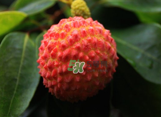 九月份還有荔枝嗎？荔枝幾月份沒有？