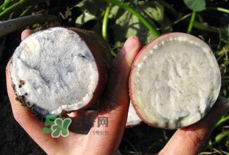 雜交水稻是不是轉(zhuǎn)基因？轉(zhuǎn)基因食品有哪些？