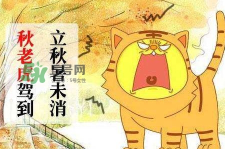 秋老虎熱嗎？末伏熱還是秋老虎熱？