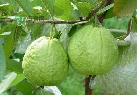 芭樂和番石榴有什么區(qū)別？芭樂和番石榴的區(qū)別