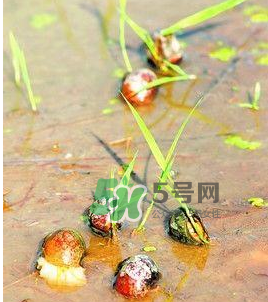 怎么殺死福壽螺寄生蟲？福壽螺寄生蟲怎么去除？