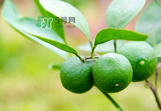 八月份可以吃橘子嗎？八月份的橘子能吃嗎？