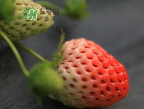 八月份還有草莓嗎？8月份還有草莓嗎？