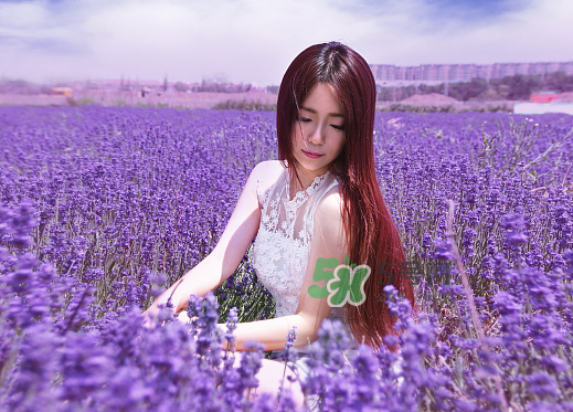 八月份還有薰衣草嗎？8月份還有薰衣草嗎？