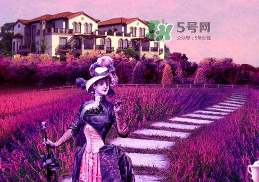 八月份還有薰衣草嗎？8月份還有薰衣草嗎？